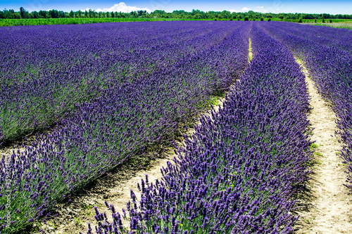 Porto Tolle, Italy: lavender field in the delta of the river Pò in Veneto