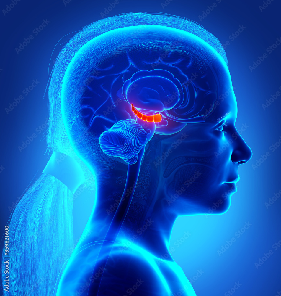 3d rendering medical illustration of a girl Brain HYPPOCAMPUS anatomy - cross section 3d rendering medical illustration of a girl Brain HYPPOCAMPUS anatomy - cross section