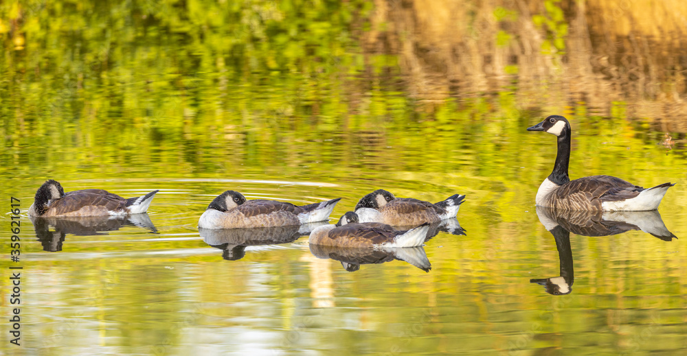 Family of canada geese resting on a river. Family of canada geese resting on a river.