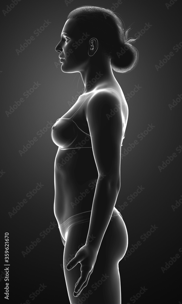3d rendered illustration of the female body 3d rendered illustration of the female body
