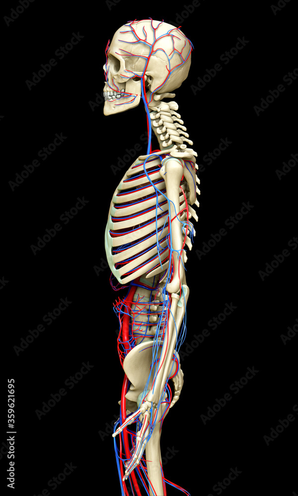 Obraz premium 3d rendered medically accurate illustration of the circulatory and skeleton system