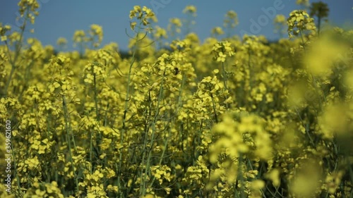 Bees collect flowers from rapeseed flowers. A huge field with rapeseed