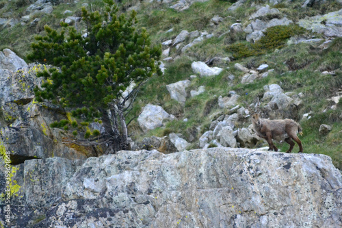Ibex on the rock