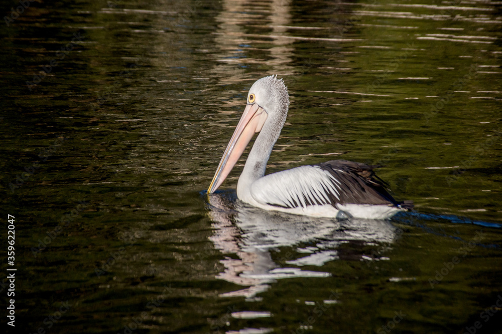 The Australian pelican, Pelecanus conspicillatus is a large waterbird in the family Pelecanidae, widespread on the inland and coastal waters of Australia, New Guinea, Fiji and parts of Indonesia. The Australian pelican, Pelecanus conspicillatus is a large waterbird in the family Pelecanidae, widespread on the inland and coastal waters of Australia, New Guinea, Fiji and parts of Indonesia.