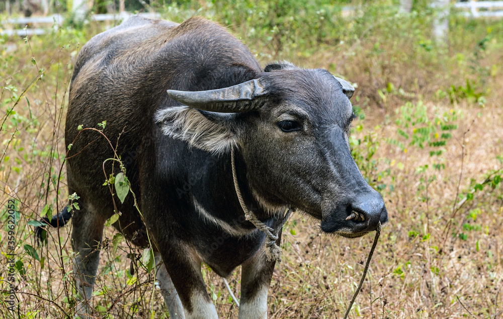 Black water buffalo or carabao