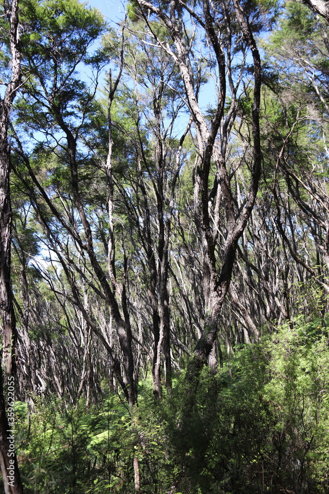 Fototapeta premium Forêt du parc Abel Tasman, Nouvelle Zélande