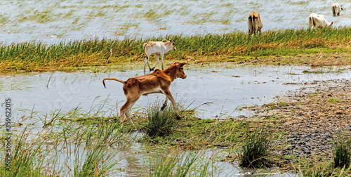 Foto Calf Indian Cow