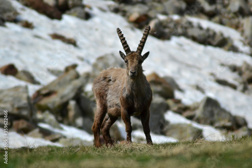 Male Ibex front