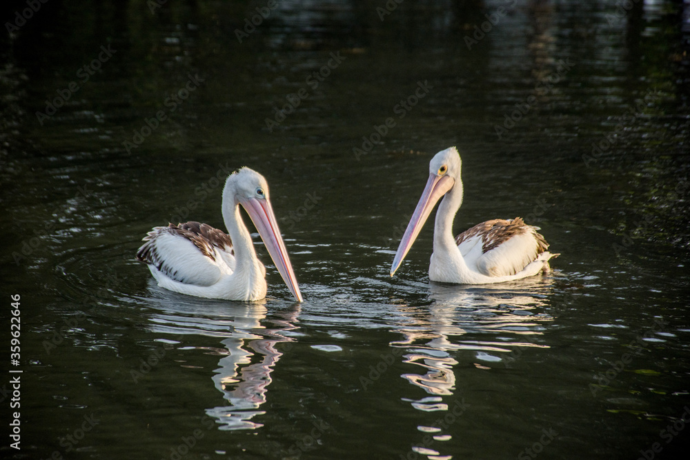 The Australian pelicans, Pelecanus conspicillatus on a water with copy space. The Australian pelicans, Pelecanus conspicillatus on a water with copy space.