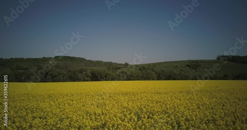The wind sways the yellow rapeseed flowers. A huge field with flowering rapeseed stems.Top wiev