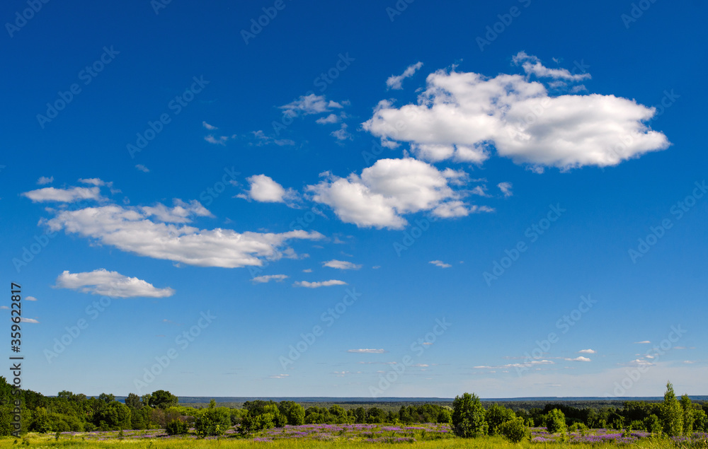 Fototapeta premium White clouds over a meadow with lilac flowers. Summer landscape