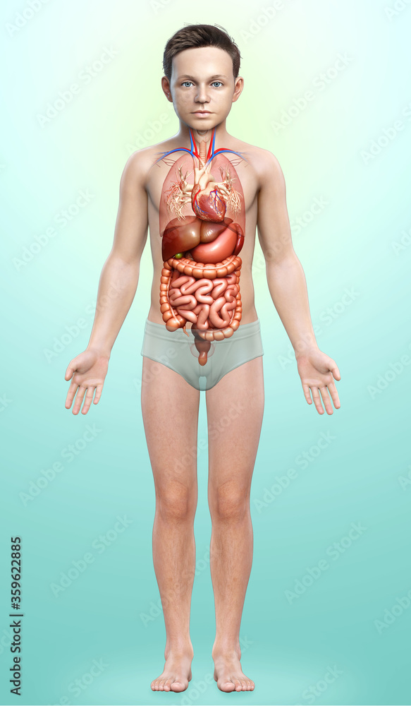 3d rendered medically accurate illustration of boy Digestive System 3d rendered medically accurate illustration of boy Digestive System