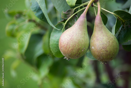 Closeup of pears fruits on the branch of pears tree