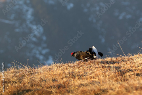 Black grass on a high mountain meadow. Golden hour after sunrise .Cold spring in nature. Wild scene from Europe. Black bird with a red crest, white tail.