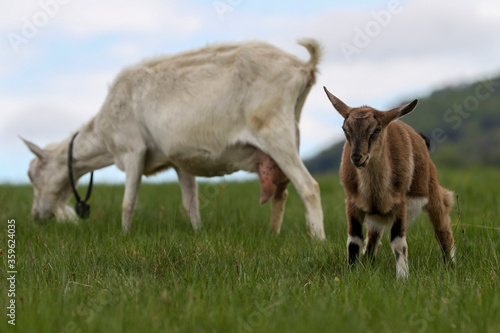 Group of goats with baby goat walking on the mountain meadow.