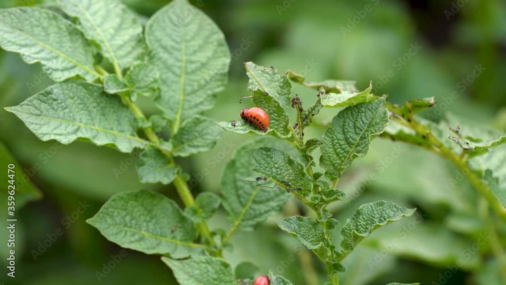 The larva of a Colorado beetle sits on a potato leaf The larva of a Colorado beetle sits on a potato leaf