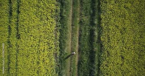 The girl walks on a huge rapeseed field. walk in the fresh air.Top wiev
