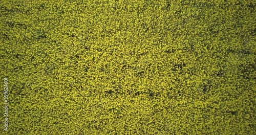 The wind sways the yellow rapeseed flowers. A huge field with flowering rapeseed stems.Top wiev