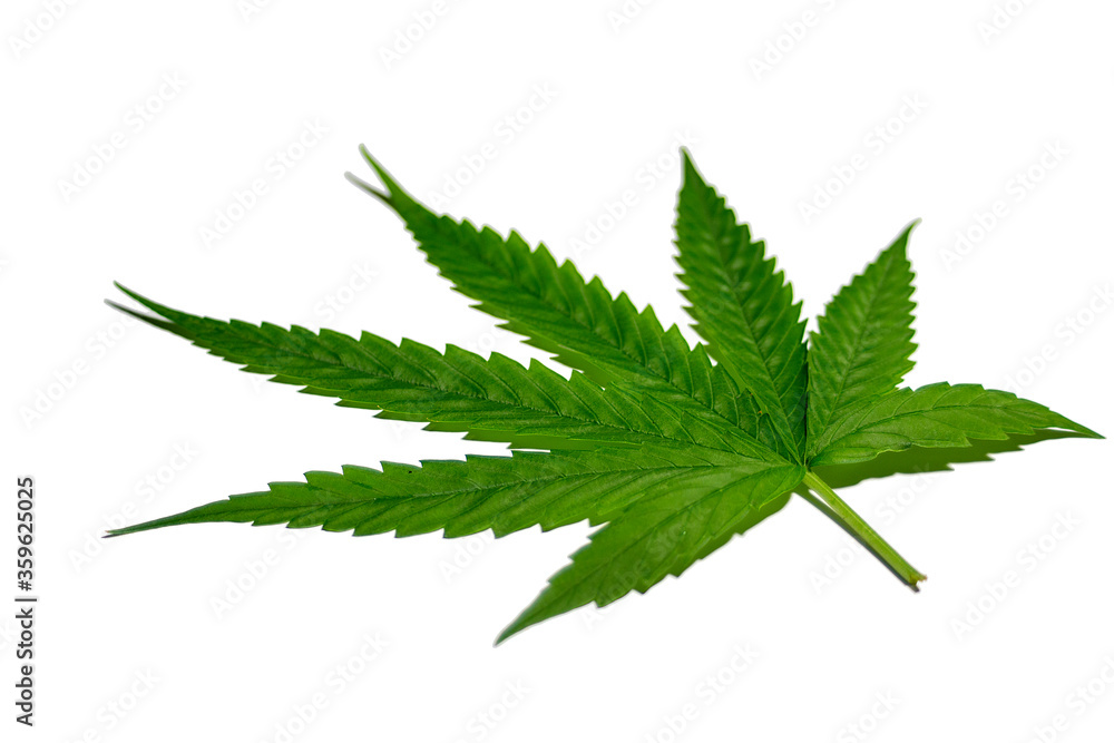 Thai Stick Growing cannabis organic on the White background Thai Stick Growing cannabis organic on the White background
