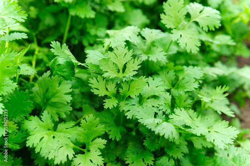 Green coriander leaves vegetable for food ingredients