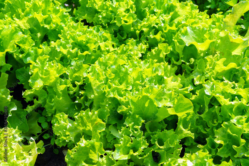 lettuce leaf close-up outdoors. growing organic plants