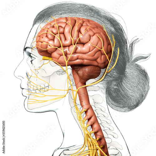 Quadro su tela 3d rendered medically accurate illustration of a female brain anatomy
