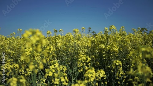 The wind sways the yellow rapeseed flowers. A huge field with flowering rapeseed stems