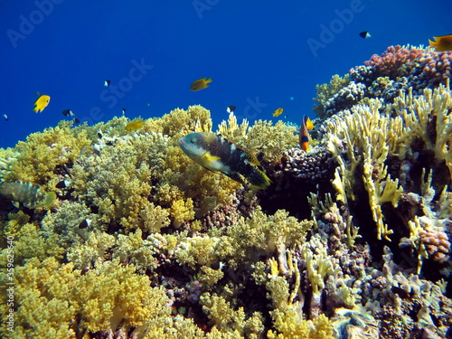 Butterfly fish on the Red Sea reef.