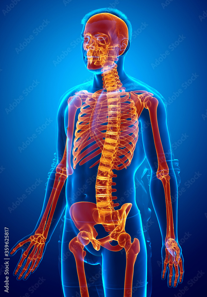 3d rendered, medically accurate illustration of a female skeleton system high lighted 3d rendered, medically accurate illustration of a female skeleton system high lighted