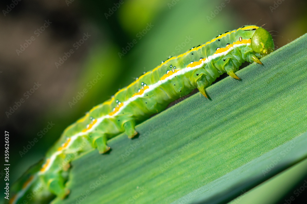 A green caterpillar with a yellow stripe on the side on a green leaf.