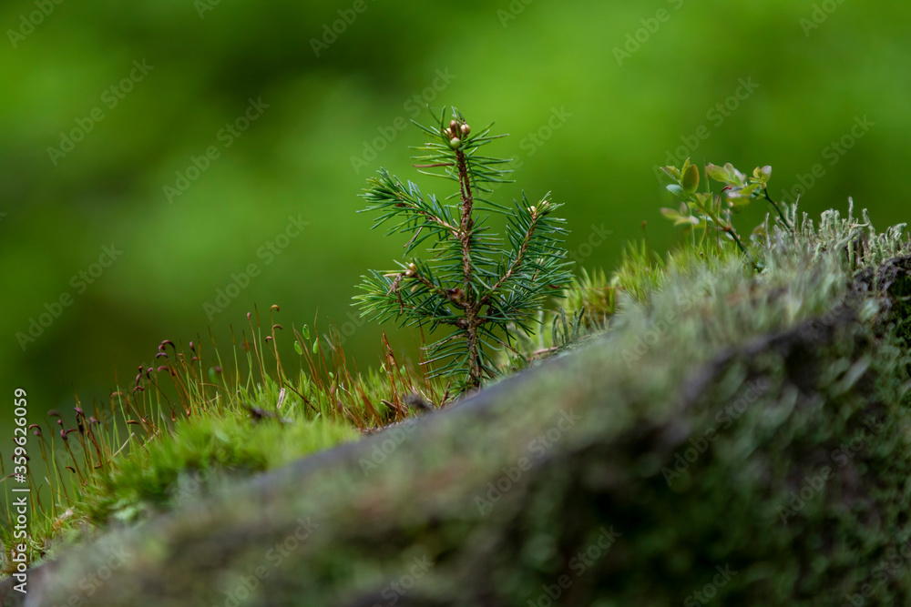 A young tree grows on a moss-covered tree. A rebirth of life A young tree grows on a moss-covered tree. A rebirth of life