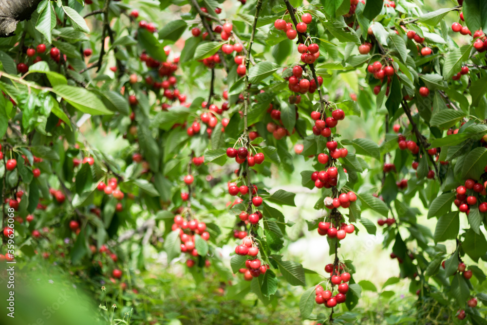 Cherry tree . Red ripe berries on the branches. Ripe cherry under the leaves.
