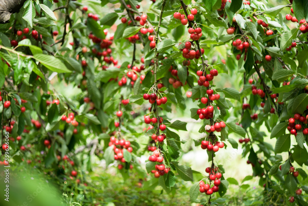 Cherry tree . Red ripe berries on the branches. Ripe cherry under the leaves. Cherry tree . Red ripe berries on the branches. Ripe cherry under the leaves.
