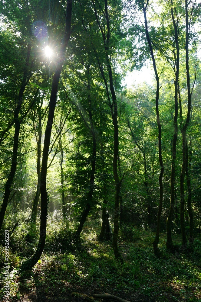 Naklejka premium Sun shining in forest, background