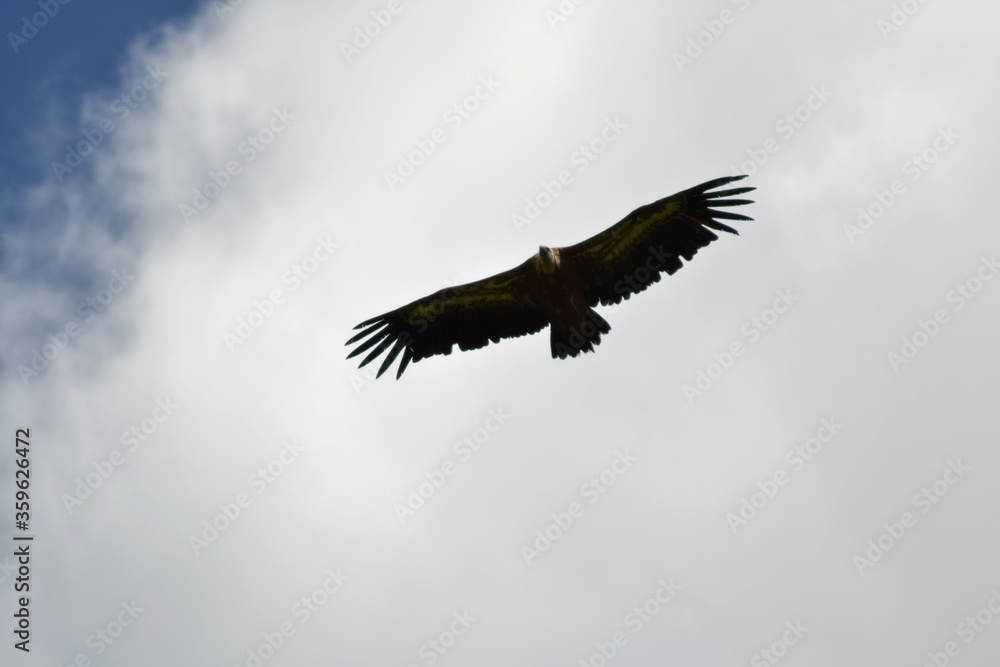 Obraz premium vulture in flight