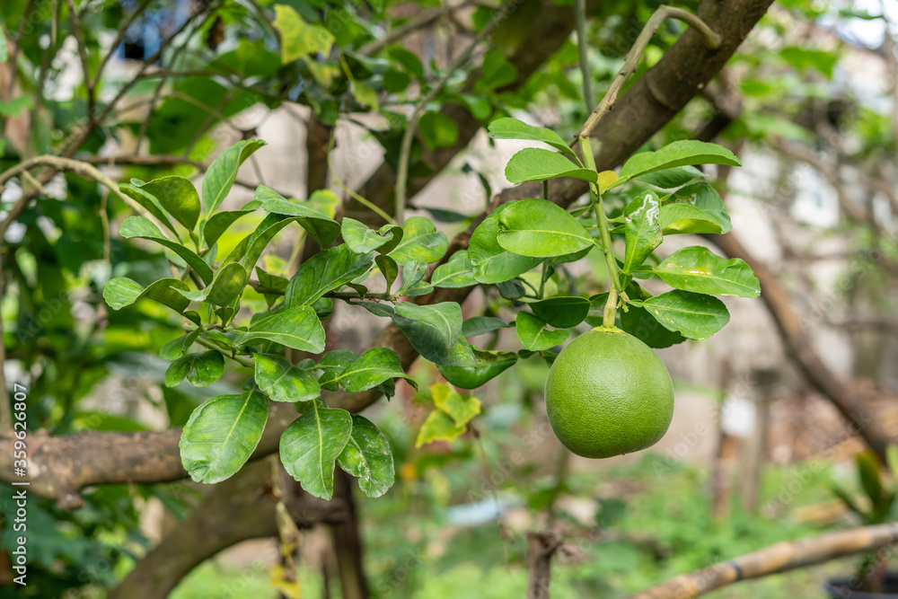 Green pomelo is grown in an orchard that has not yet grown naturally.