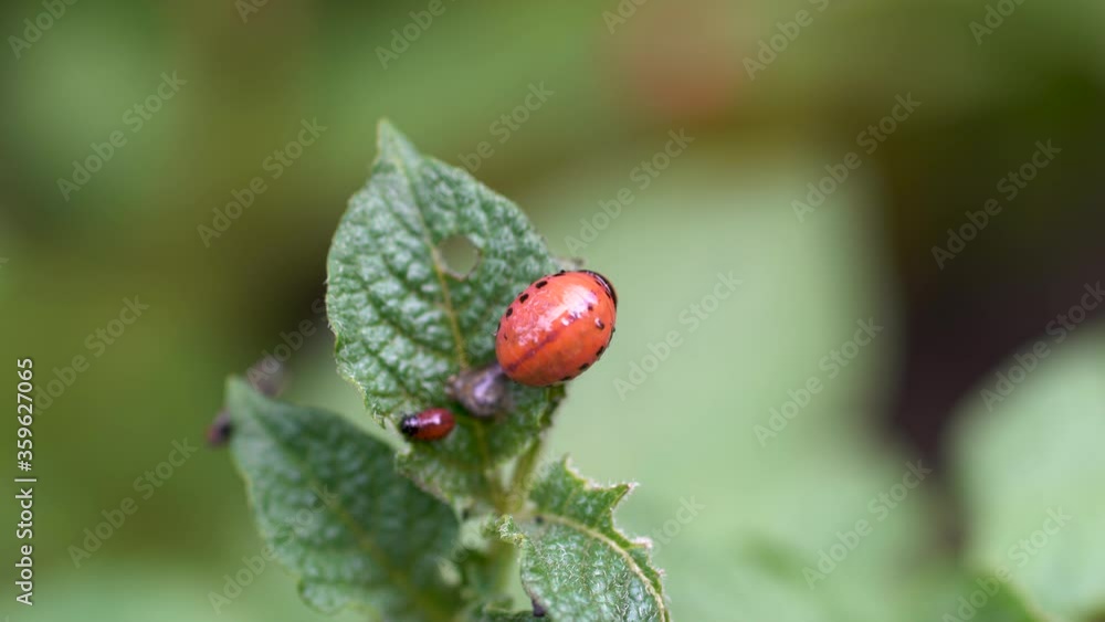 The larvae of Colorado beetle closeup sitting on a Bush of potatoes visible pulsation of the heartbeat. The larvae of Colorado beetle closeup sitting on a Bush of potatoes visible pulsation of the heartbeat.