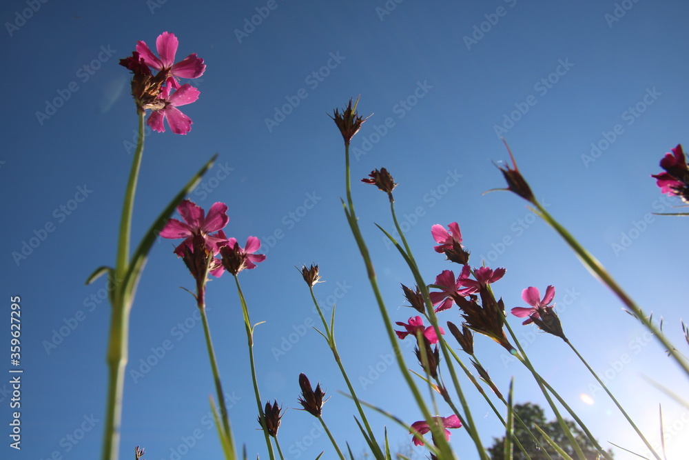 Blumenwiese Blickwinkel Himmel Sonne Entspannung Blumen Blumenwiese Blickwinkel Himmel Sonne Entspannung Blumen