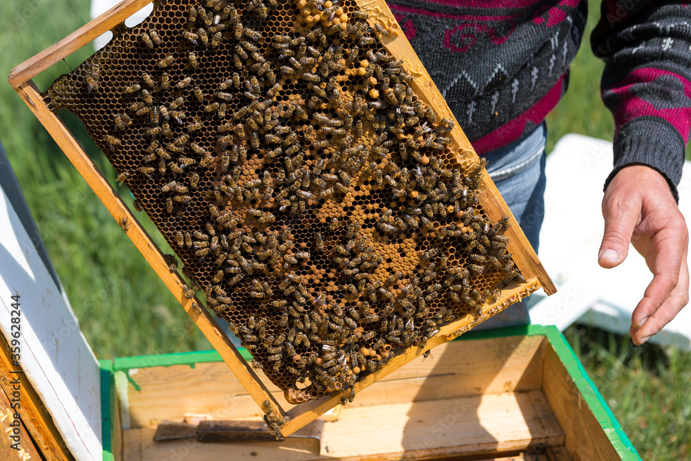 A farmer on a bee apiary holds frames with wax honeycombs. Planned preparation for the collection of honey. A farmer on a bee apiary holds frames with wax honeycombs. Planned preparation for the collection of honey.