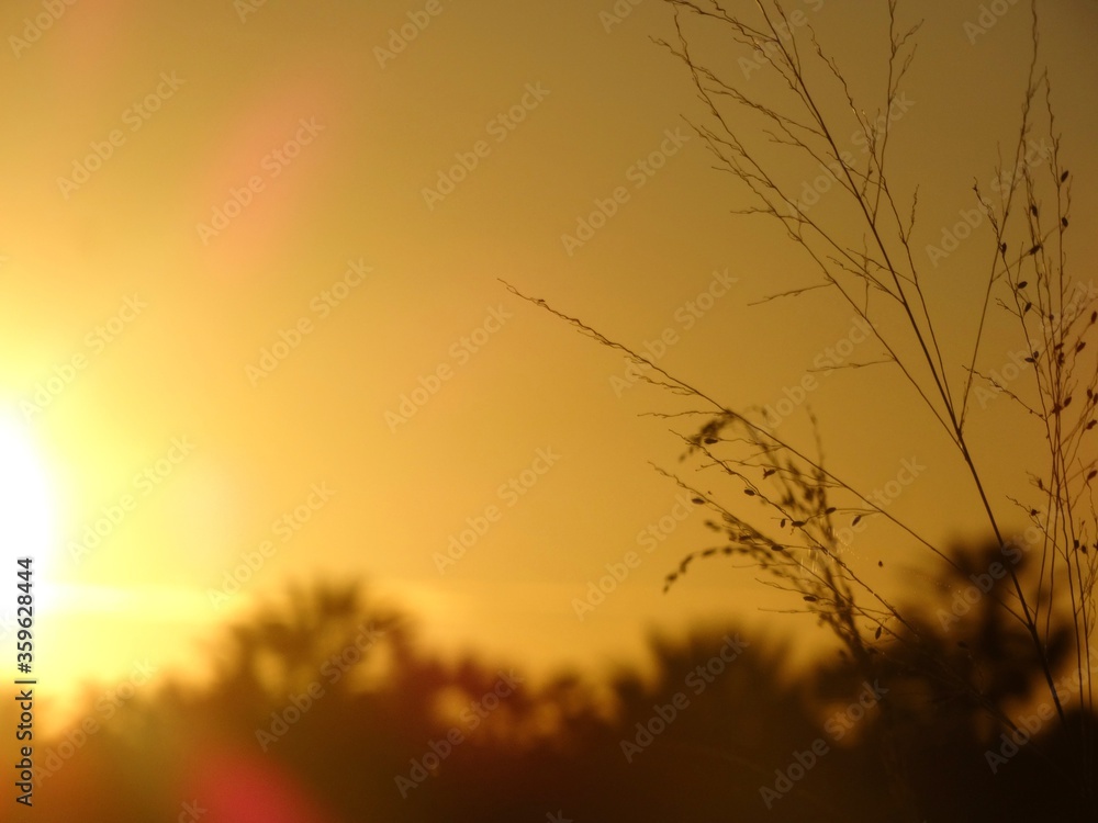 Fototapeta premium sunset in the field