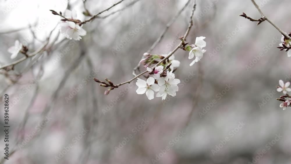 White cherry blossoms and bulbs on branch, close up White cherry blossoms and bulbs on branch, close up