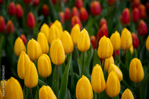 Group of tulip flowrs blooming photo