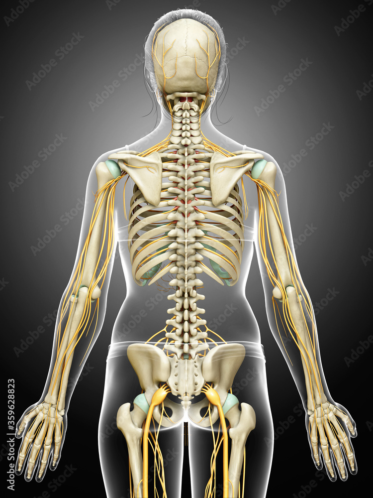 3d rendered medically accurate illustration ofa female nervous system and skeleton system 3d rendered medically accurate illustration ofa female nervous system and skeleton system