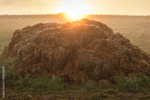 Fotografie Dunghill in morning sun