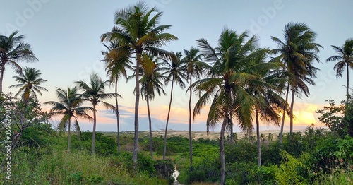 palm trees on the beach