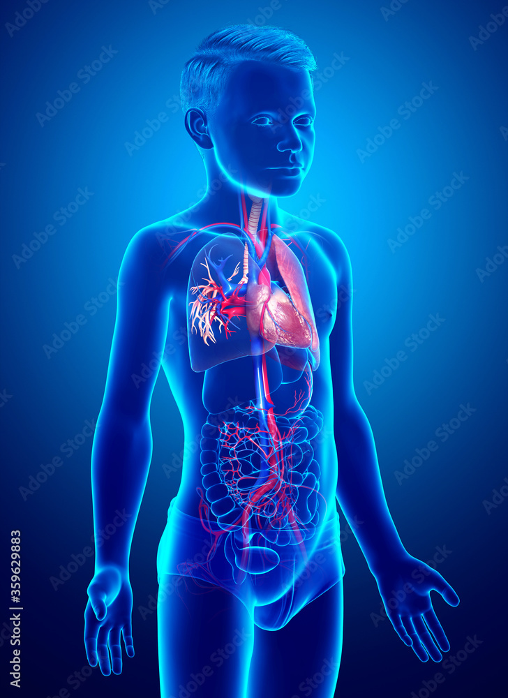 3d rendered, medically accurate illustration of a young boy lung anatomy 3d rendered, medically accurate illustration of a young boy lung anatomy