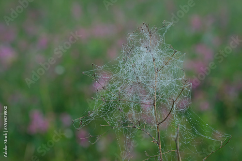 Spiderweb at a twig and branch of a plant