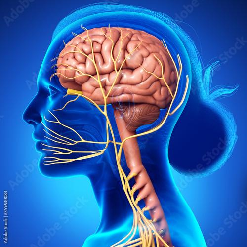 3d rendered medically accurate illustration of a female brain anatomy