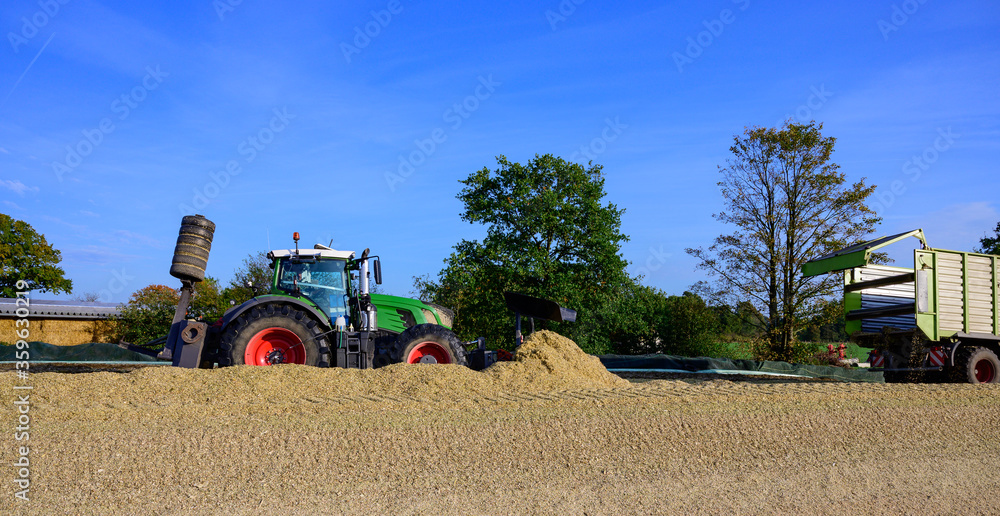 Obraz premium Maisernte, Mais Silage Haufen mit Traktor festfahren
