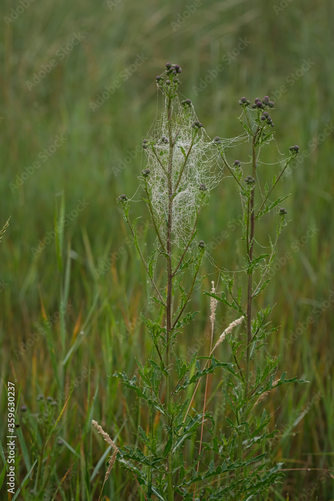 Thistle with cobweb and morning dew Thistle with cobweb and morning dew